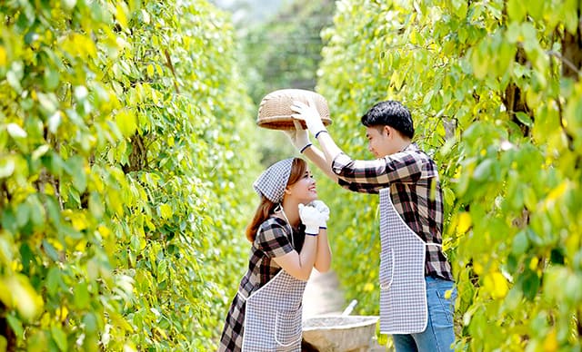 Cùng nắm tay người yêu đến thăm vườn tiêu Phú Quốc